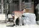 キュウシュウジカの写真 2